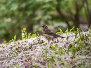 Wood bird Fieldfare, Turdus pilaris, on a sprng lawn.