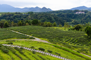 Green tea tree field on mountain