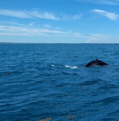 Fototapeta premium whale in the ocean