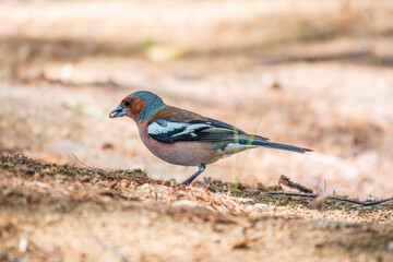 Common chaffinch, Fringilla coelebs, sits on the ground in spring. Common chaffinch in wildlife.