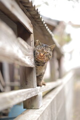 藍島の猫