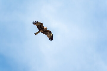 The bird of prey Black Kite flying in blue Sky