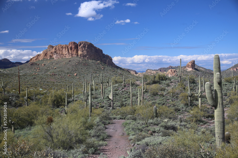 Canvas Prints Arizona