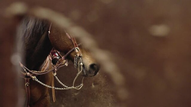 Stunning Horse in Bridle Through Archway