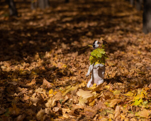 Jack Russell Terrier dog holding a yellow maple leaf on a walk in the autumn park. 