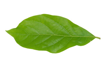Fototapeta na wymiar Fresh green avocado leaves on white background