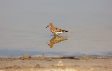 water bird looking for food in water, Curlew Sandpiper, Calidris ferruginea