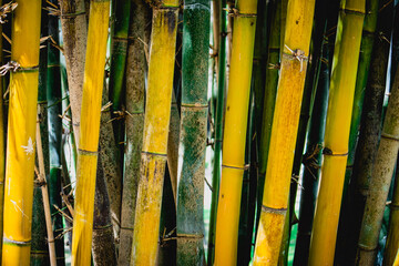 Bamboo