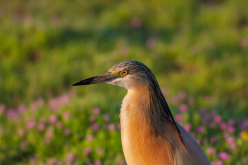 big water bird on grass, Squacco Heron, Ardeola ralloides