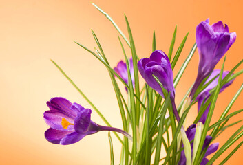 bright purple crocuses spring flowers on orange background