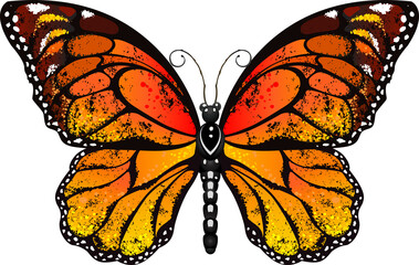 Orange Butterfly Monarch