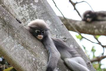 Cute adult dusky leaf monkey (Trachypithecus obscurus) sits on a tree waiting for a treat from people.