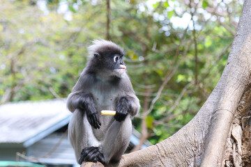 Cute adult dusky leaf monkey (Trachypithecus obscurus) sits on a tree and eats treats from humans.