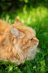 Naklejka na ściany i meble red cat in the garden