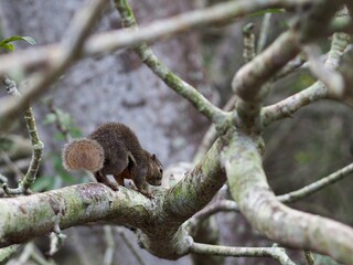 Plantain squirrel
