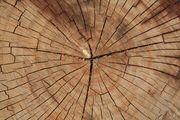 cross section of tree