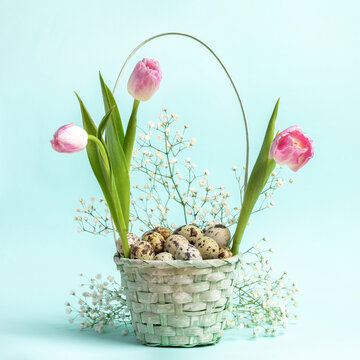 Easter festive basket with quail eggs, pink tulips and white gypsophila on pastel blue background.