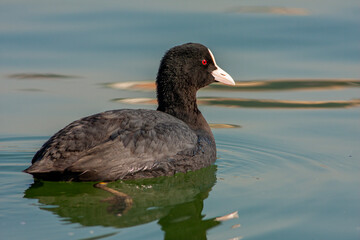 waterfowl resting in the water, Eurasian Coot, Fulica atra	