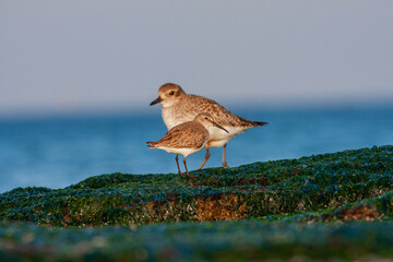 bird in its natural habitat, Grey Plover, Pluvialis squatarola