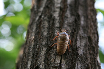 cicada imago climbing tree
