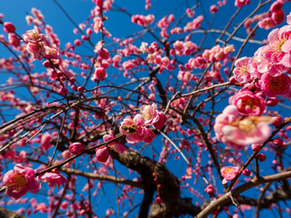 枝垂れ梅と青空