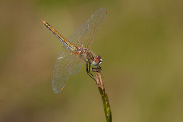 a anisoptera dragonfly sits on a stalk in a meadow
