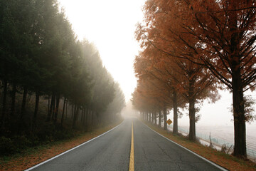 a foggy road