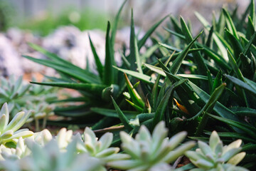 Aloe Black Gem, Succulents plants in botanic garden