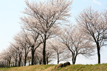 Cherry Trees in April