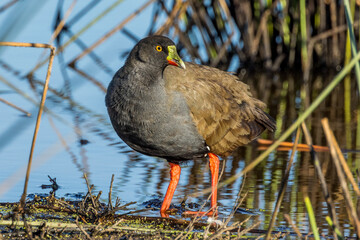Black-tailed Native Hen in Victoria, Australia