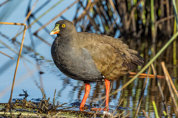Obraz premium Black-tailed Native Hen in Victoria, Australia