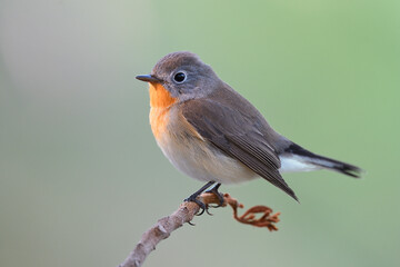 beautiful bird having light spot on its face and breast when sitting over top perch, red-breasted flycatcher