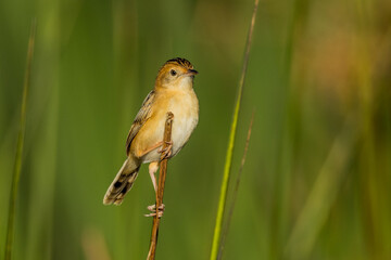 Golden-headed Cisticola in Victoria, Australia