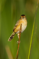 Golden-headed Cisticola in Victoria, Australia