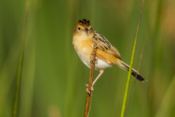 Golden-headed Cisticola in Victoria, Australia