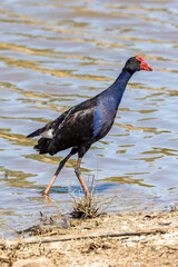 Purple Swamphen in Victoria, Australia