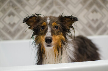 Cute tricolor wet sheltie. Shetland sheepdog is being washed in the bathroom. Dog grooming and hygiene