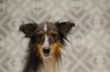 Cute tricolor wet sheltie. Shetland sheepdog is being washed in the bathroom. Dog grooming and...