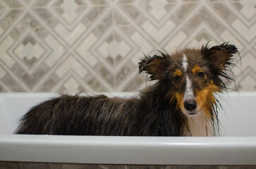 Cute tricolor wet sheltie. Shetland sheepdog is being washed in the bathroom. Dog grooming and...