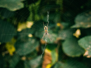 Obraz premium spider on the web