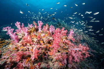 Fototapeta na wymiar Beautiful colorful soft coral reef and marine life at Richelieu Rock, a famous scuba diving dive site of North Andaman. Exotic underwater landscape in Thailand.