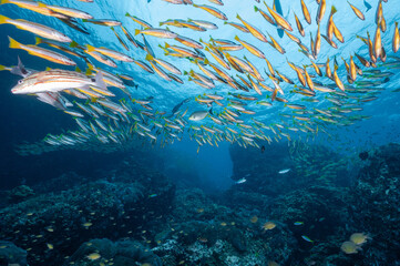 Fototapeta na wymiar School of yellow striped snapper fish at Richelieu Rock, a famous scuba diving dive site and exotic underwater landscape in Thailand.