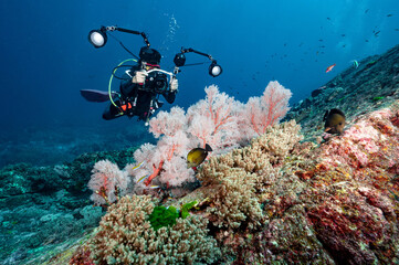 Male Scuba diver with camera taking a photo of Pink Gorgonian Sea Fan coral at North Andaman, a...
