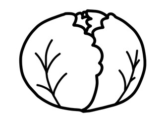 キャベツの手書きイラスト　モノクロ
