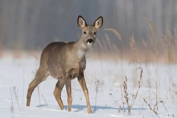 Fototapeten Rehe Roe deer ( Capreolus capreolus ) close up  © Piotr Krzeslak