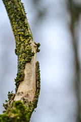 Close-up of a small branch with peeling bark with moss, forest