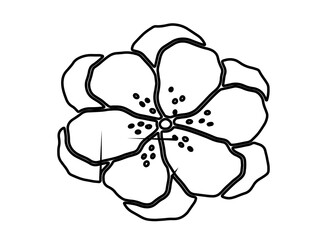 orchid isolated on white