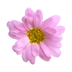 Beautiful pink Chrysanthemum flower blossom in spring