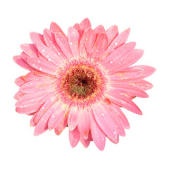 Pink Gerbera hybrida flower blossom in spring season
