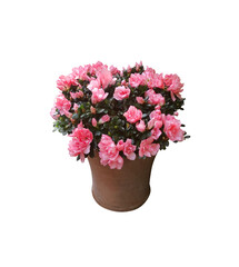 Lovely sweet pink flowers with thick dark green leaves in brown terracotta pots on white background with clipping parts. Can be used for Valentine's Day card or other graphics.